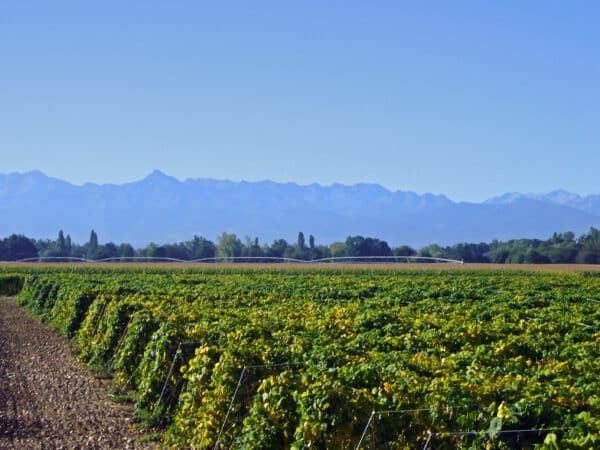 Tarbais Bean Cooperative - Image 4