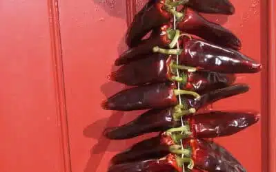 Espelette chilies