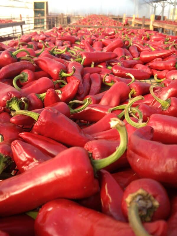 The Espelette chilies - Image 2