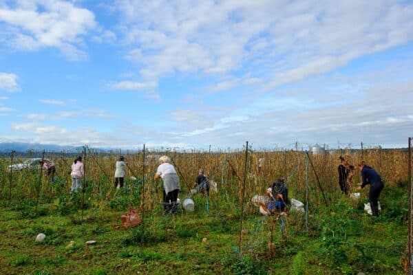 Tarbais Bean Cooperative - Image 6